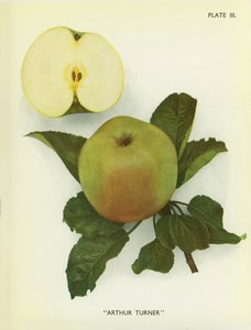 Maçãs de Inglaterra: Arthur Turner (fotografia a cores) de English Photographer