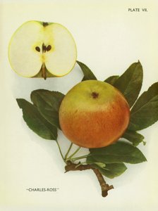 Maçãs de Inglaterra: Charles-Ross (fotografia a cores) de English Photographer