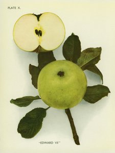 Maçãs de Inglaterra: Eduardo VII (fotografia a cores) de English Photographer