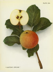 Maçãs de Inglaterra: Laxton