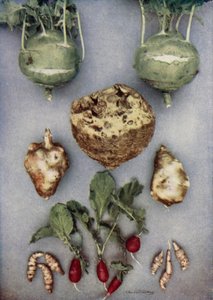 Alcachofras, couve-rábano, aipo-rábano e rabanete (foto a cores) de English Photographer