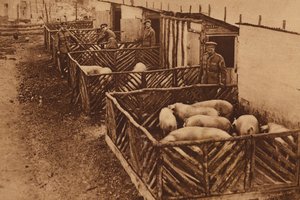 Fábrica de porcos do exército britânico durante a Primeira Guerra Mundial (fotografia a preto e branco) de English Photographer