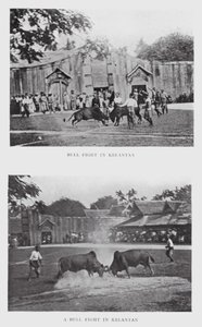 Luta de touros em Kelantan (foto a p/b) de English Photographer