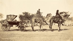 Camel Carriage, c.1860 (fotogravura) de English Photographer