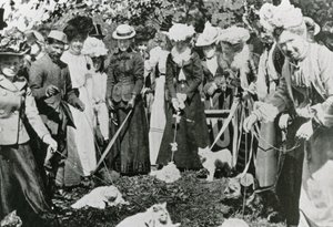 Cat show no Royal Botanic Gardens, em Westminster, em 1900 de English Photographer