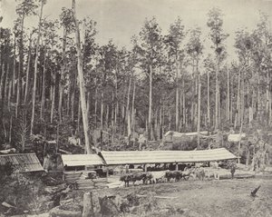 Serração de Childers, Gippsland de English Photographer