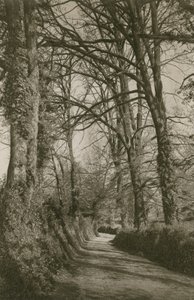 Cockington Lane, Devonshire, perto de Torquay de English Photographer