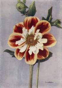 Collerette Dahlia, Gallia (fotografia a cores) de English Photographer