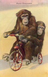 Chimpanzés ciclistas (foto a cores) de English Photographer