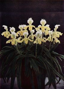 Cypripedium Insigne Sanderae (fotografia a cores) de English Photographer