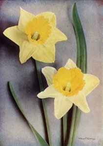 Narciso (fotografia a cores) de English Photographer