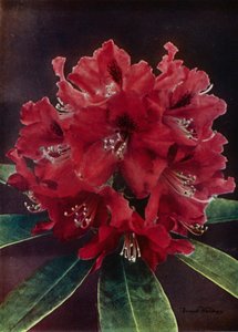 Doncaster (fotografia a cores) de English Photographer