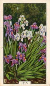 Flores de jardim: Íris (foto colorida) de English Photographer