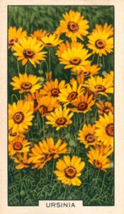 Flores de jardim: Ursínia (fotografia colorida) de English Photographer