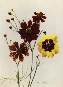 Variedades de Coreopsis Drummondii e C Tinctoria (foto a cores) de English Photographer