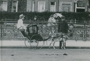 Transporte desenhado por cabras de English Photographer