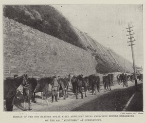 Cavalos da 79ª Bateria Real de Artilharia de Campo sendo exercida antes de embarcar no SS Montford em Queenstown de English Photographer