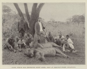 Leões, que haviam destruído Oito Asses, atiraram em Sebungu-Poort, Bulawayo de English Photographer