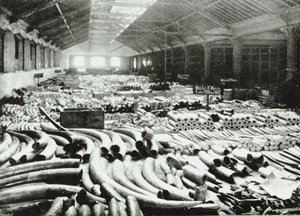 Docas de Londres: armazém de marfim, 1895 de English Photographer