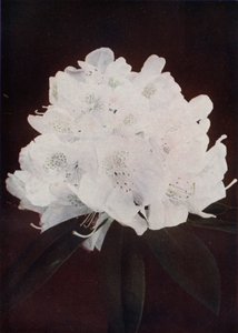 Madame Carvalho (colour photo) de English Photographer