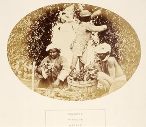 Mallees (Gardeners), Hindus, Madras, de The People of India, por J. Forbes Watson, publicado em 1868 (impressão de albume) de English Photographer