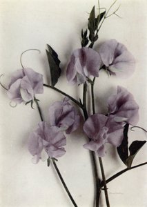 Obra-prima (fotografia a cores) de English Photographer