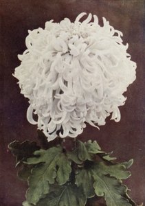 Sra. Gilbert Drabble (fotografia a cores) de English Photographer