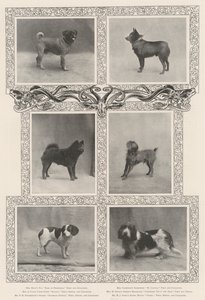 Notáveis ganhadores de prêmio na Quarenta e Sexta Exposição do Kennel Clubs de English Photographer