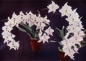 Odontoglossum Crispum (fotografia a cores) de English Photographer