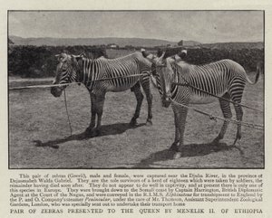 Par de zebras apresentado à rainha por Menelik II da Etiópia de English Photographer