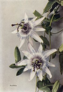 Passiflora Coerulea, Constance Elliott (fotografia a cores) de English Photographer