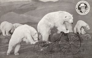 Urso polar montado num triciclo, Zoológico e Circo Grande de Carl Hagenbeck, Olympia, Londres (foto a p/b) de English Photographer