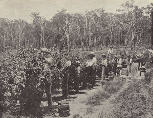 Catadores de framboesa no trabalho, Wandin Yallock de English Photographer