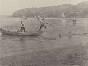 Pesca de tubarões, Chowder Bay de English Photographer