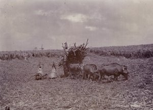 Plantação de açúcar, Barbados, 1880 de English Photographer