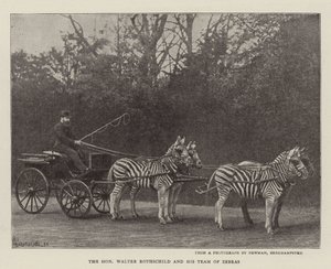 O honorável Walter Rothschild e sua equipe de zebras de English Photographer