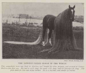 O cavalo de cauda mais longa do mundo de English Photographer