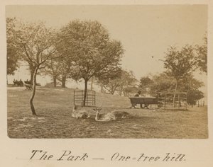 O Parque - One Tree Hill, Greenwich de English Photographer