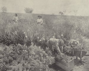 O abacaxi de English Photographer