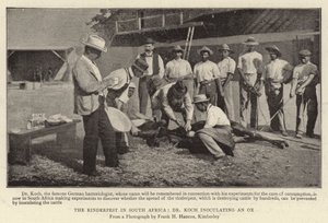 O Rinderpest na África do Sul, Dr. Koch inoculando um boi