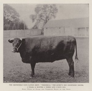 O Smithfield Club Cattle Show, Frederica, a Rainha Red Shorthorn Queens, 2 Anos 10 Meses 2 Semanas e 3 Dias de Idade