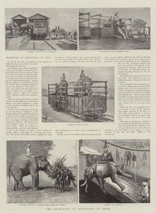 O transporte de elefantes na Índia
