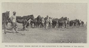 A Crise do Transvaal, Cavalos trazidos para Distribuição aos Soldados da Coluna de English Photographer