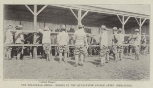 A Crise do Transvaal, Cavalos na Quarentena Estável após o Detraining de English Photographer