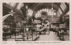 O, victoria, und, albert, museu, sul, kensington, londres, peixe, galeria de English Photographer
