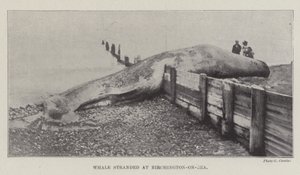Baleia encalhada em Birchington-on-Sea de English Photographer