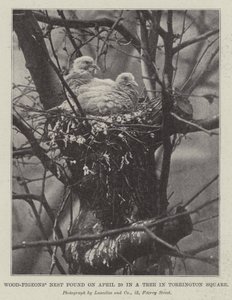 Wood-Pigeons Nest encontrado em 20 de abril em uma árvore em Torrington Square de English Photographer