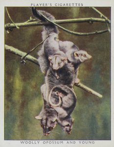 Bebés do jardim zoológico: Opossum Lanoso e Jovem (foto) de English Photographer