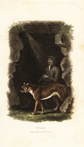 Cavalheiro inglês do século XVIII e seu lobo manso, Canis lupus, na entrada de uma caverna de English School