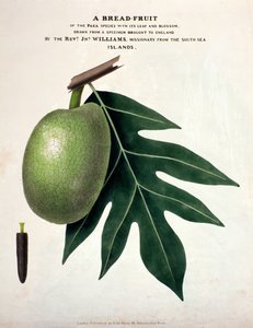 Um Pão-Fruto, c.1825 (litol handcoloured) de English School